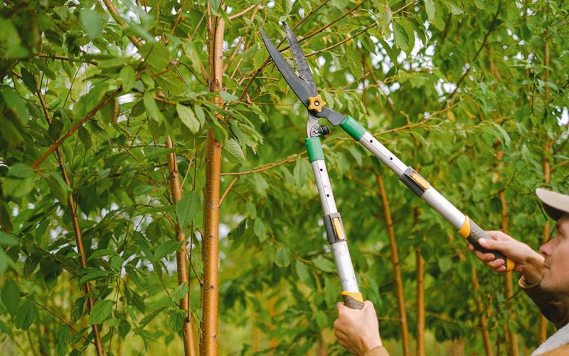 Tree trimming in Columbus, ND