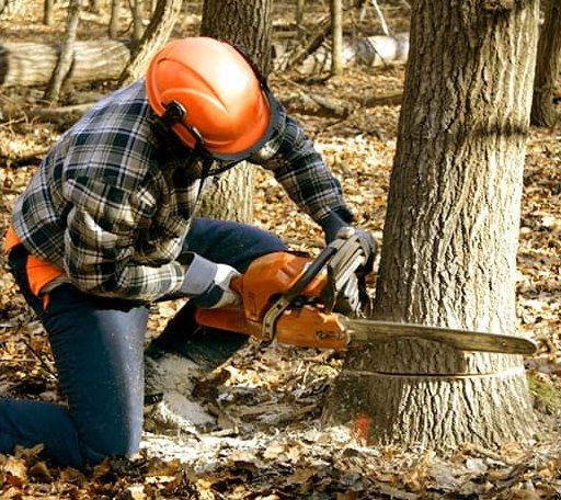 Tree Removal in Columbus, ND